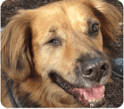 chien_3.png